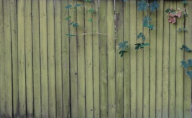 Old aged green wooden textured fence background with damaged paint 