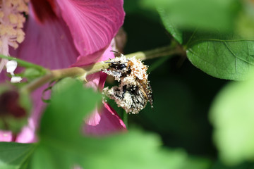 Hummel im Nektarrausch