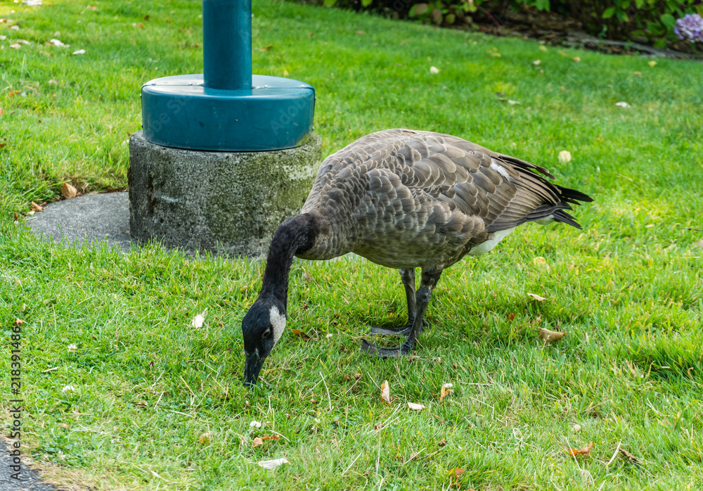 Wall mural Canada Goose Eating Grass