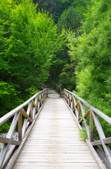 Obraz premium Wooden Bridge To Nature