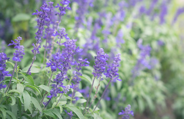 Violet flowers in garden.