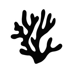 seaweed kelp isolated object. marine plant.