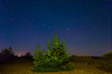 pine tree among a prairie under a starry sky at the night
