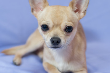 Studio portrait of creamy curious Chihuahua puppy against blue background