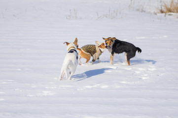 Fototapeta na wymiar Mixed breed white and black dogs attacking basenji dog while playing on a fresh snow