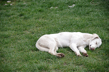 Fototapeta premium Sleeping White