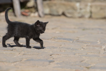 Black Kitten © Tom