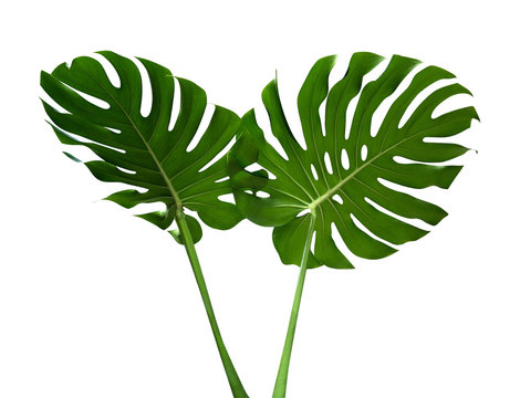 Two green monstera plant leaves with stalk, the tropical evergreen vine isolated on white background, clipping path included