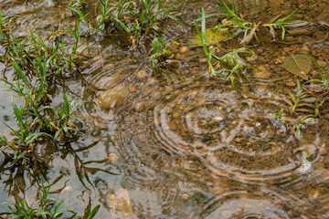 Falling water drops in lawn, Rainy day concepts