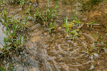 Falling water drops in lawn, Rainy day concepts