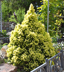 nature, fir, conifer, conic, green, tree, garden, plant, flower, summer, grass, spring, trees, forest, leaf, landscape, leaves, flowers, sky, foliage, natural, plants, beauty