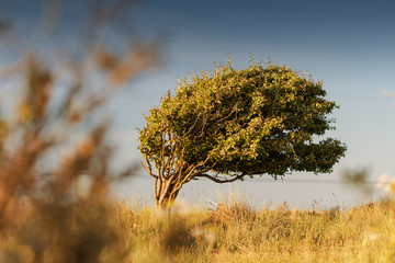 Tree shaped by the strong North Sea Wind. landscape nature view sunset view. Rubjerg Knude...