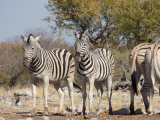 Fototapeta na wymiar Zebra brothers