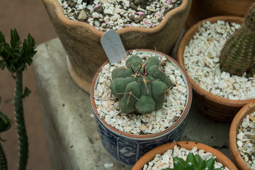 Cactus on wooden background, Cactus in pot on wooden background