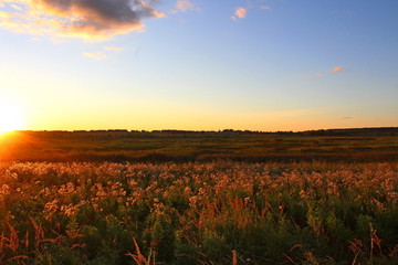 Wild plants, in the rays of the setting sun, on a warm summer evening. Excellent illustration on...