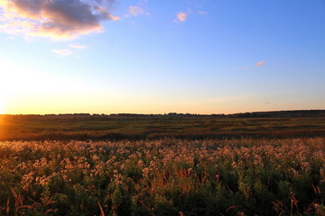 Wild plants, in the rays of the setting sun, on a warm summer evening. Excellent illustration on...