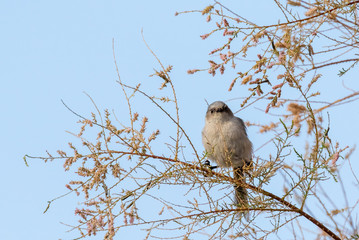 Bushtit in salt cedar tree in riparian area in central new mexico