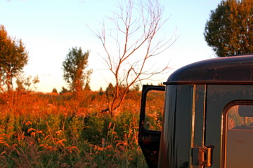 Wild plants, in the rays of the setting sun, on a warm summer evening. Excellent illustration on...