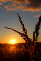 Fototapeta premium Wild plants, in the rays of the setting sun, on a warm summer evening. Excellent illustration on the subject of wildlife.