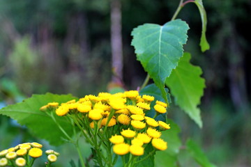 Wild plants, in the rays of the setting sun, on a warm summer evening. Excellent illustration on...