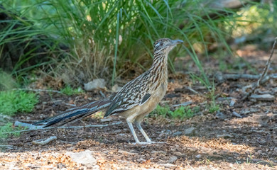 Roadrunner on ground at Rio Grande Nature Center State Park in Albuquerque, New Mexico