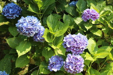 ortensia