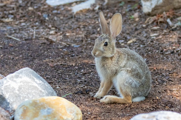 Young cottontail rabbit at Rio Grande Nature Center in Albuquerque, New Mexico