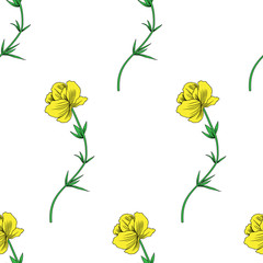 Trollius asiaticus flower, globeflower hand drawn vector sketch isolated on white backdrop, seamless floral pattern Ranunculus, Kupavka for design package, medicine, wedding invitation, greeting cards