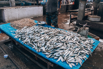 environmental problem of overfishing in asia