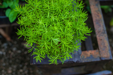 Green ornamental plants in pots.