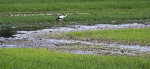 Cigogne dans un champ alsacien
