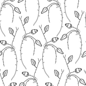 Seamless floral pattern, Barberry hand drawn branch vector sketch isolated on white background, line art red berry, Natural spicy herbs, cooking ingredient for design package tea, cosmetic, textile