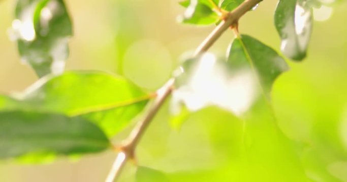 Beautiful green leaves on twig with drops of water, handheld footage, selective focus