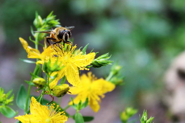 Abeille