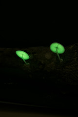 Bioluminescent mushroom grow on dead wood Have light at night
