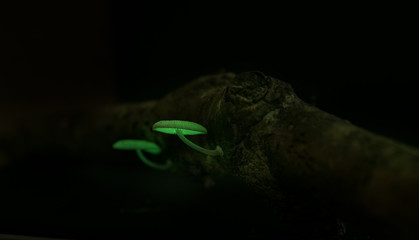 Bioluminescent mushroom grow on dead wood Have light at night © Porntip
