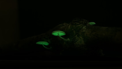Bioluminescent mushroom grow on dead wood Have light at night