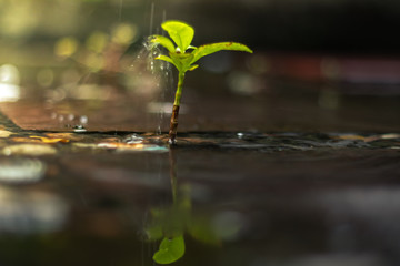 fresh nature trees and droplet water