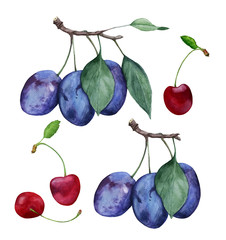Set of watercolor fruit illustrations: plum branches, cherry