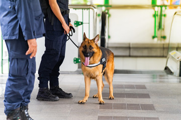 Police dog standing in the train station