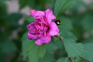 Hibiscus syriacus Freedom or Rose of Sharon Freedom or Syrian ketmia Freedom or Rose mallow Freedom...