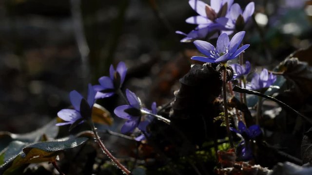Spring flowers Liverleaf in the evening light