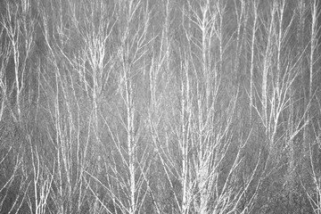 forest black and white photography. halloween concept