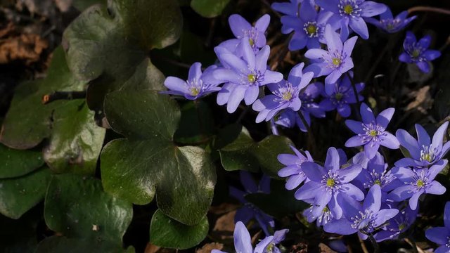 Spring flowers Hepatica grows in the forest