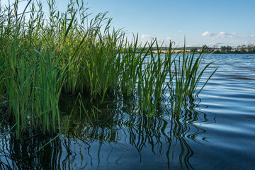 Fototapeta na wymiar Krakower See, Krakow am See, Mecklenburgische Seenplatte, Schilf