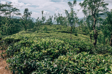 Sri Lankan Tea Plantage - land of ceylon