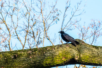 Crow on tree