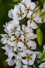 Spring Apple Blossoms