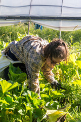 woman farmer harvesting squash crop