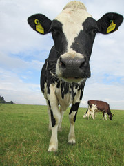 dairy cow in a field